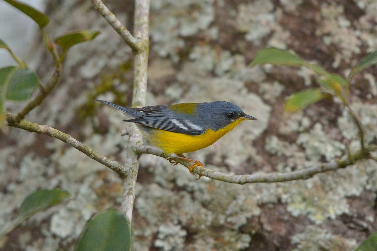 Tropical Parula - ML638559794