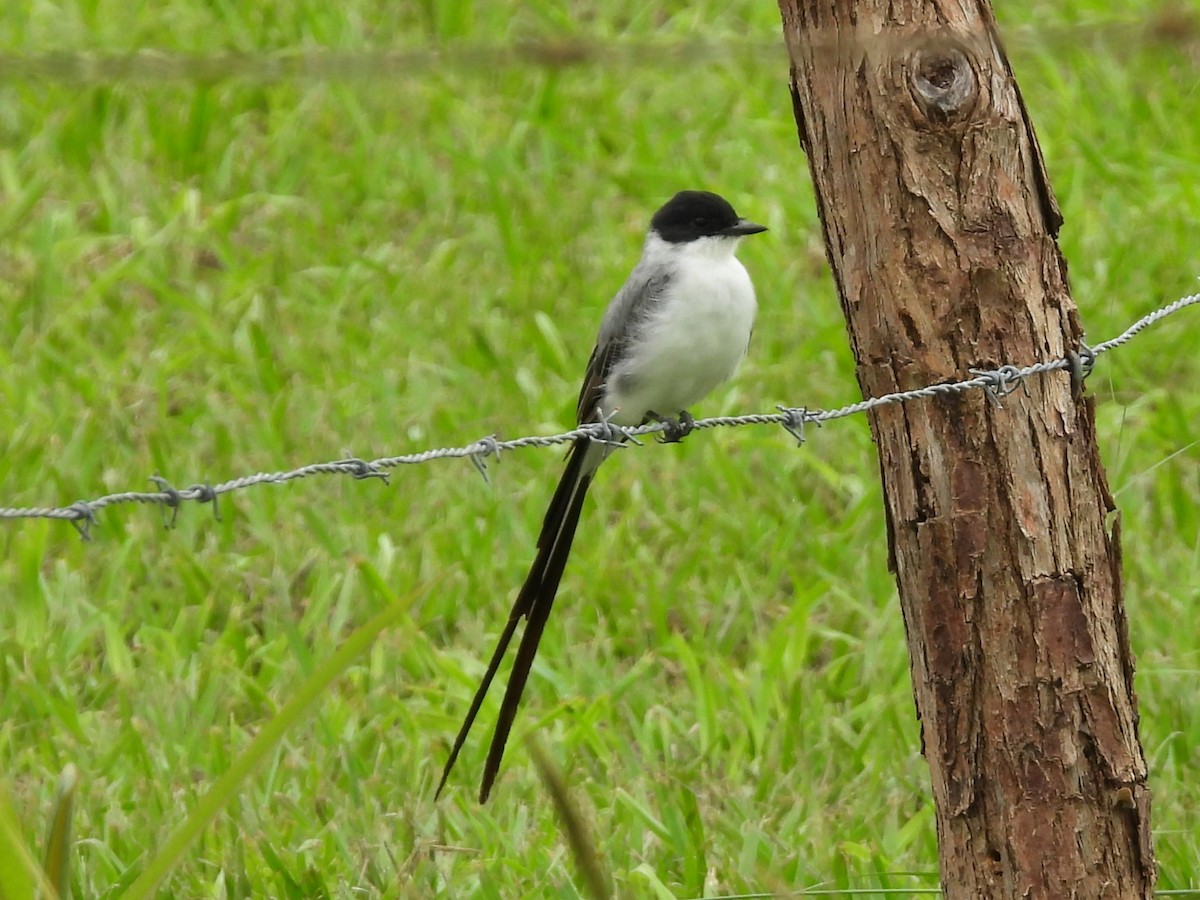 Fork-tailed Flycatcher - ML638559795