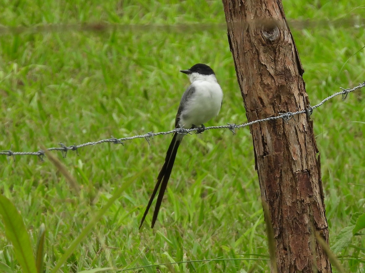Fork-tailed Flycatcher - ML638559796