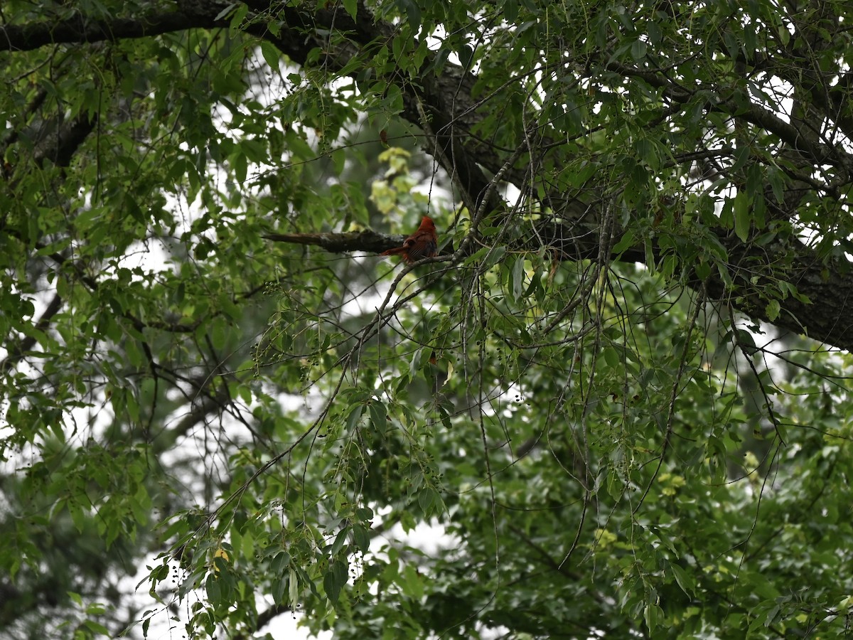 Northern Cardinal - ML638559797
