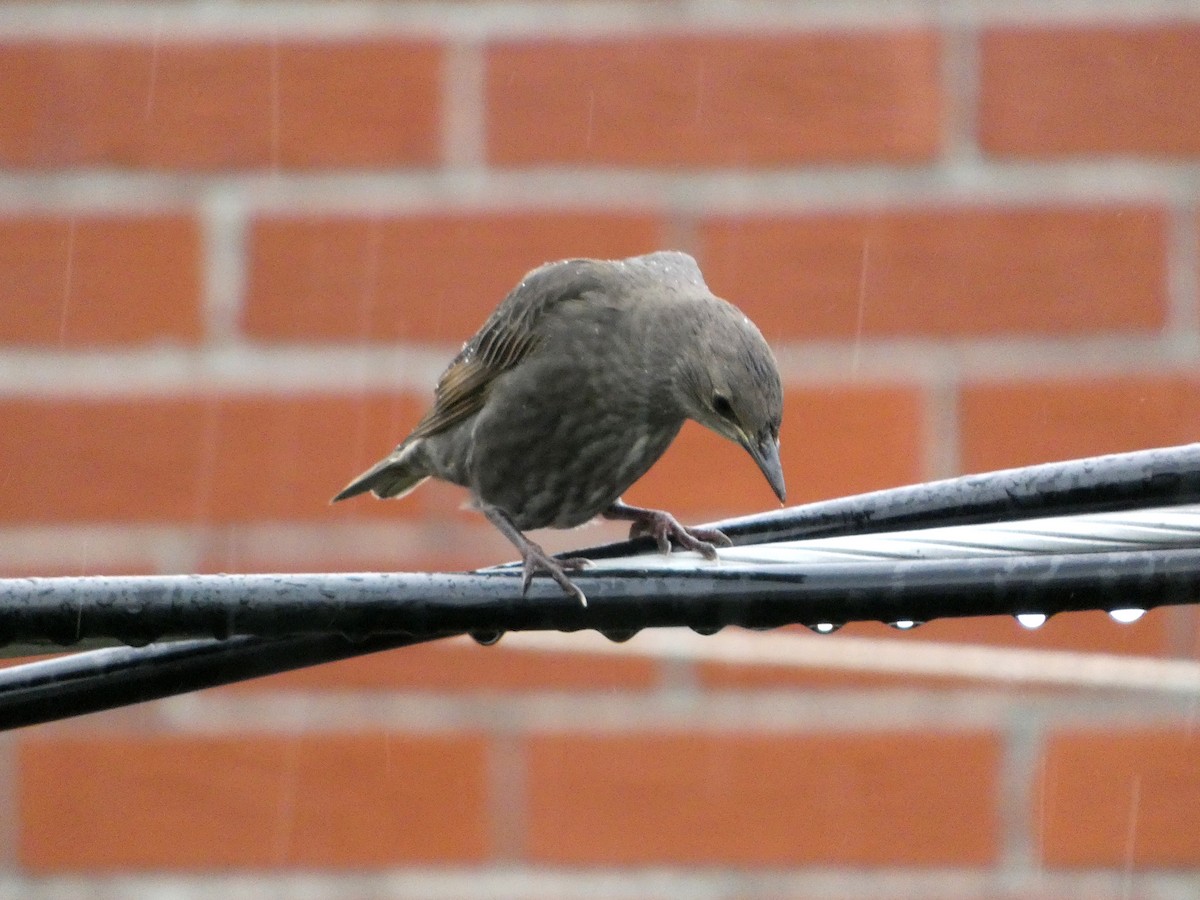 European Starling - ML638559800