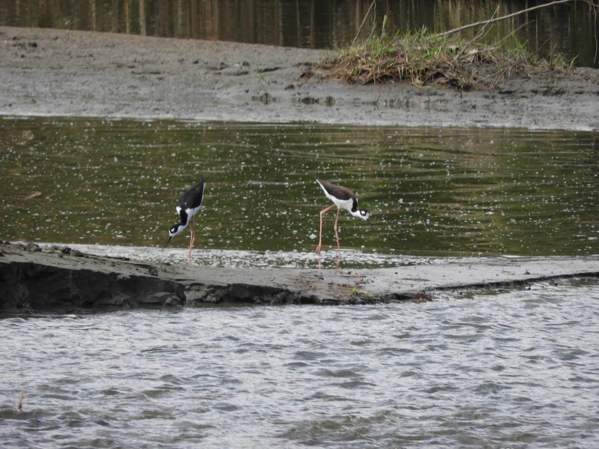 Black-necked Stilt - ML638559801