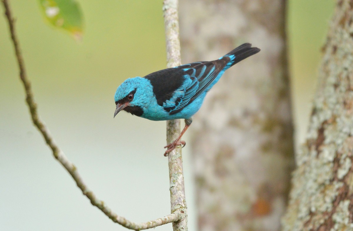 Blaukopfpitpit - ML638559804