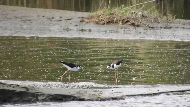 Black-necked Stilt - ML638559805