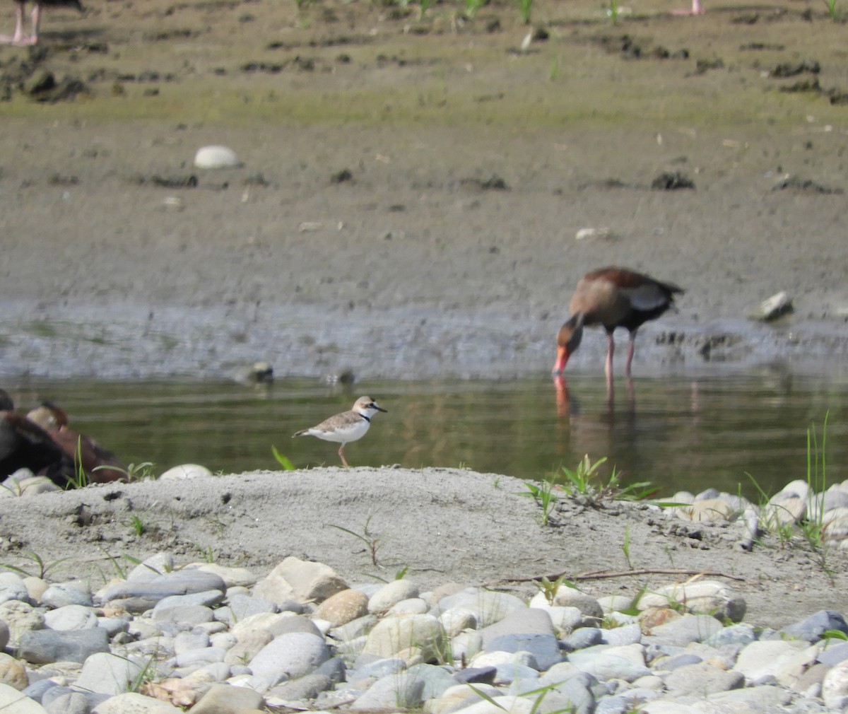 Collared Plover - ML638559812