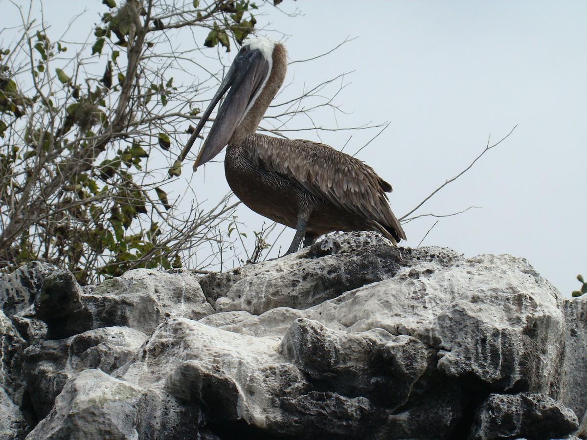 Brown Pelican - ML638559820