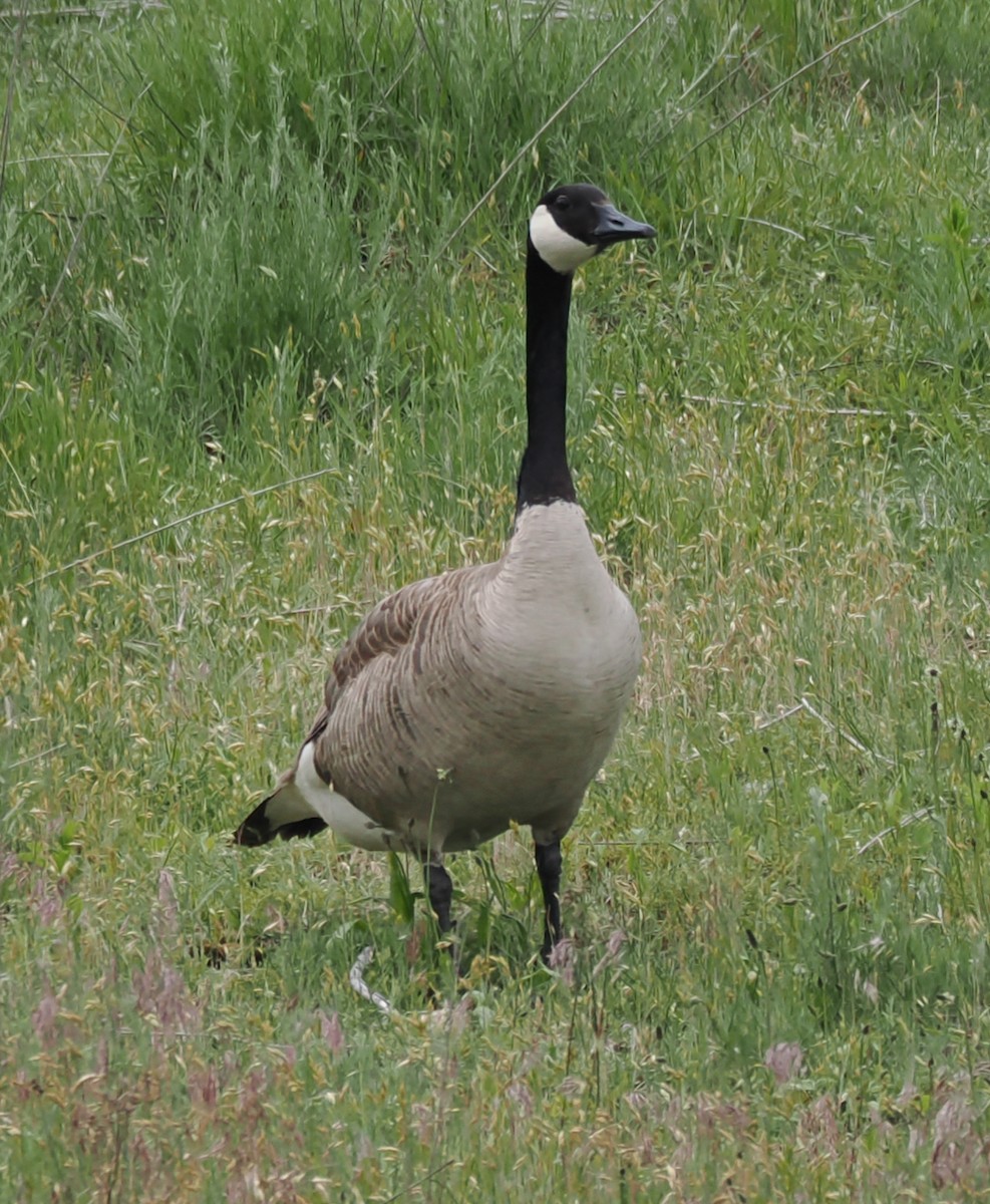 Canada Goose - ML638559839