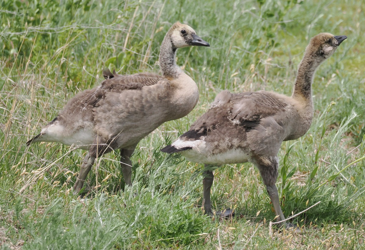 Canada Goose - ML638559840