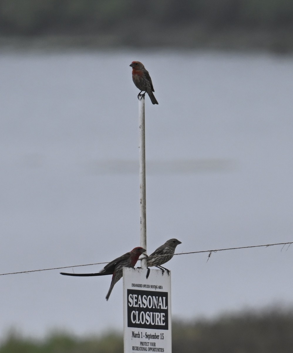 House Finch - ML638559927