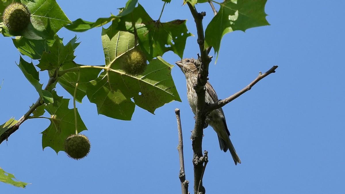 House Finch - ML638559945