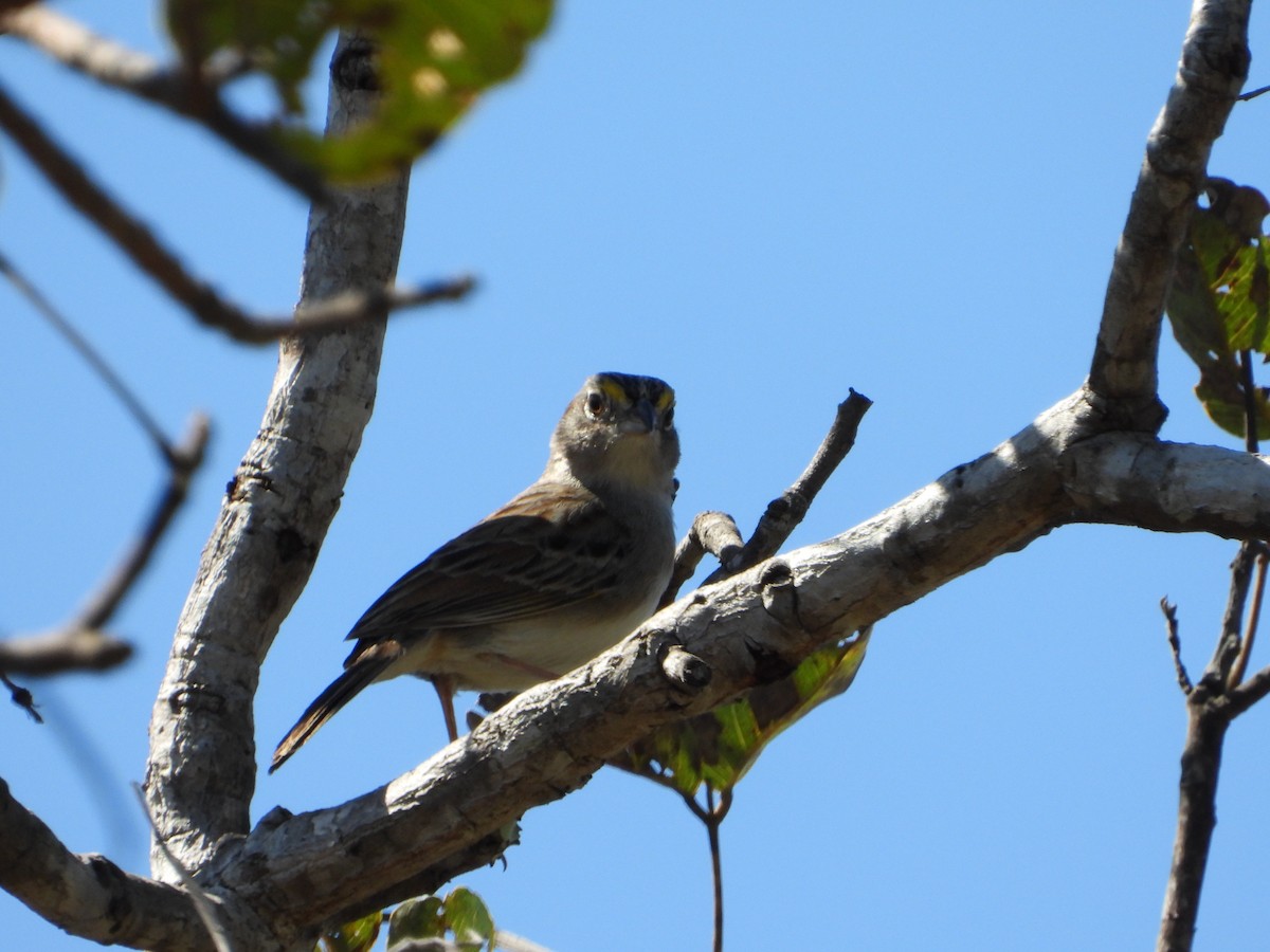 Grassland Sparrow - ML638559950
