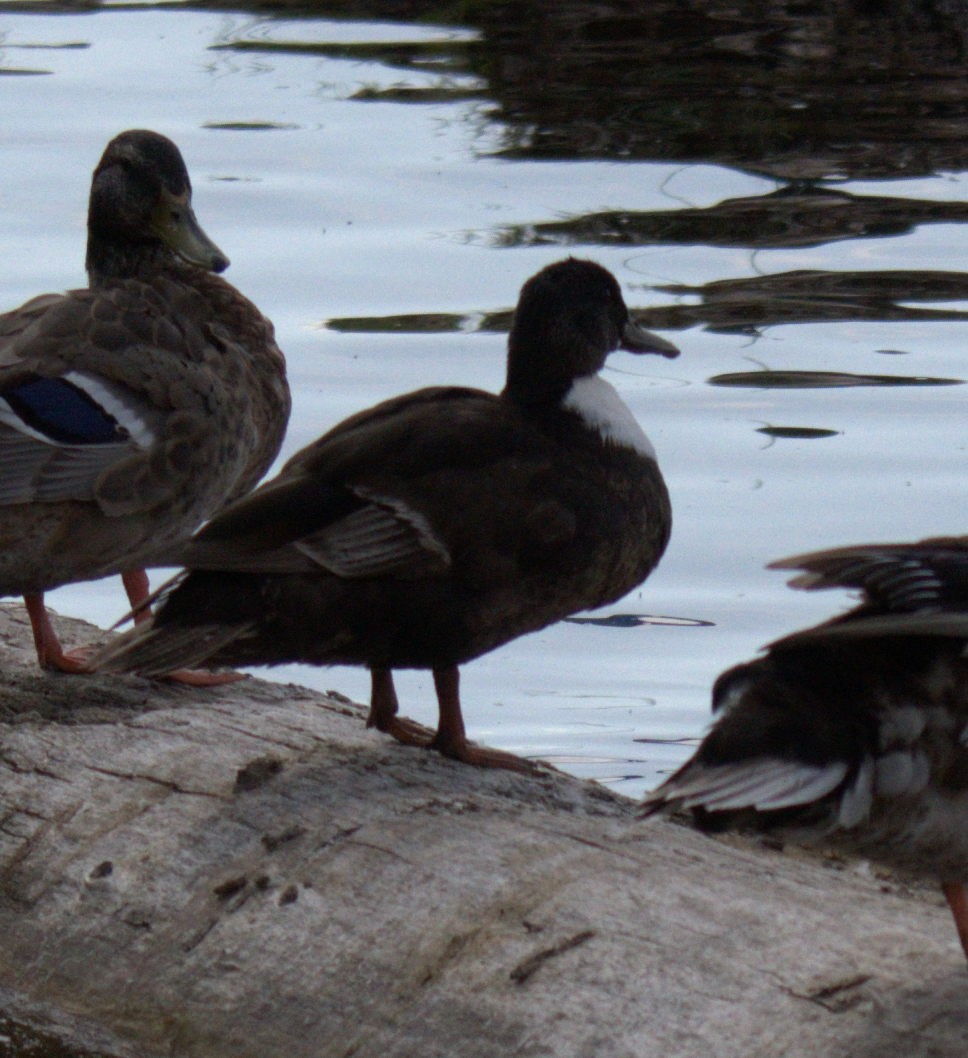 Mallard - ML638559956