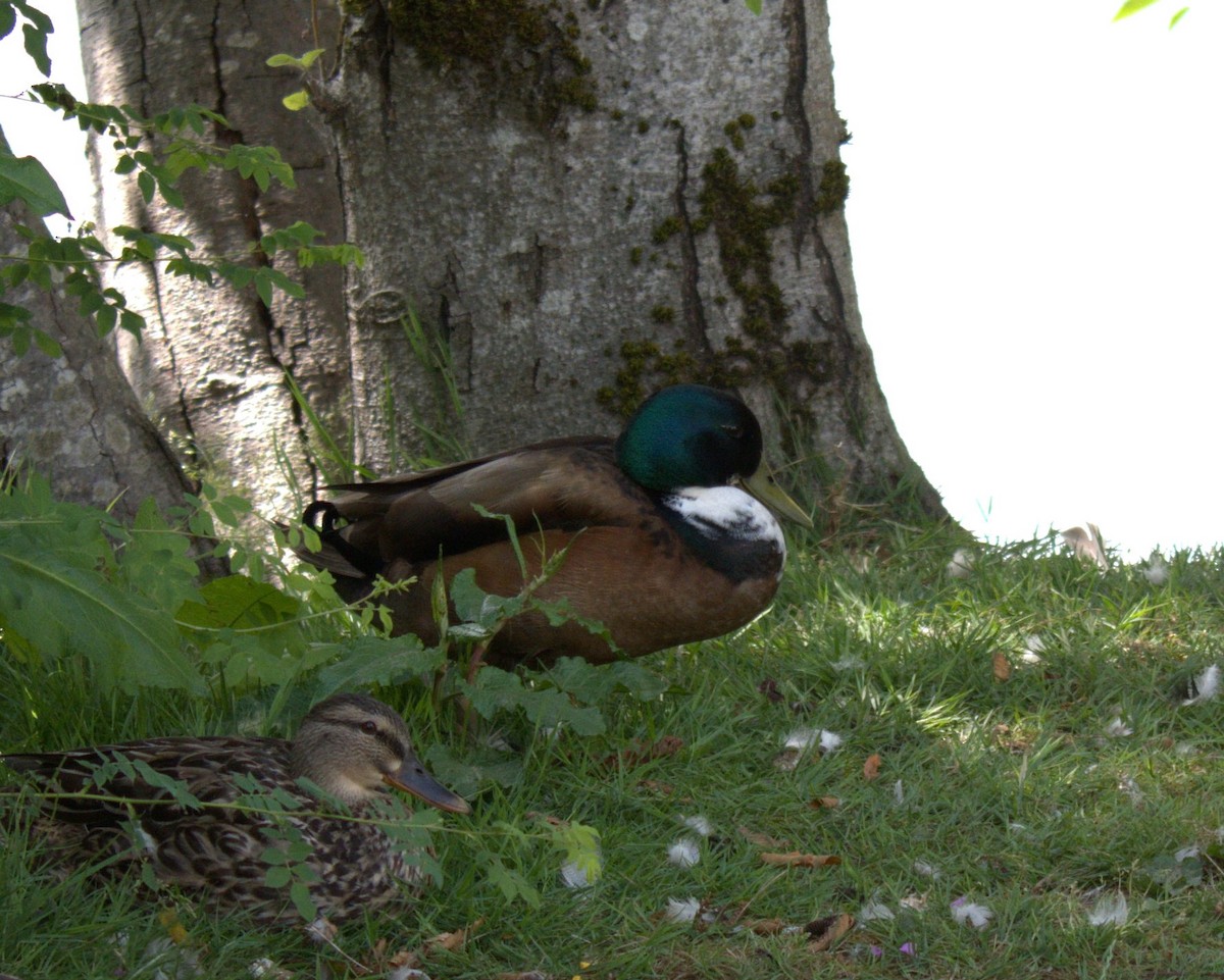 Mallard - ML638559958