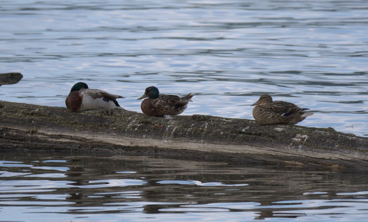 Mallard - ML638559959