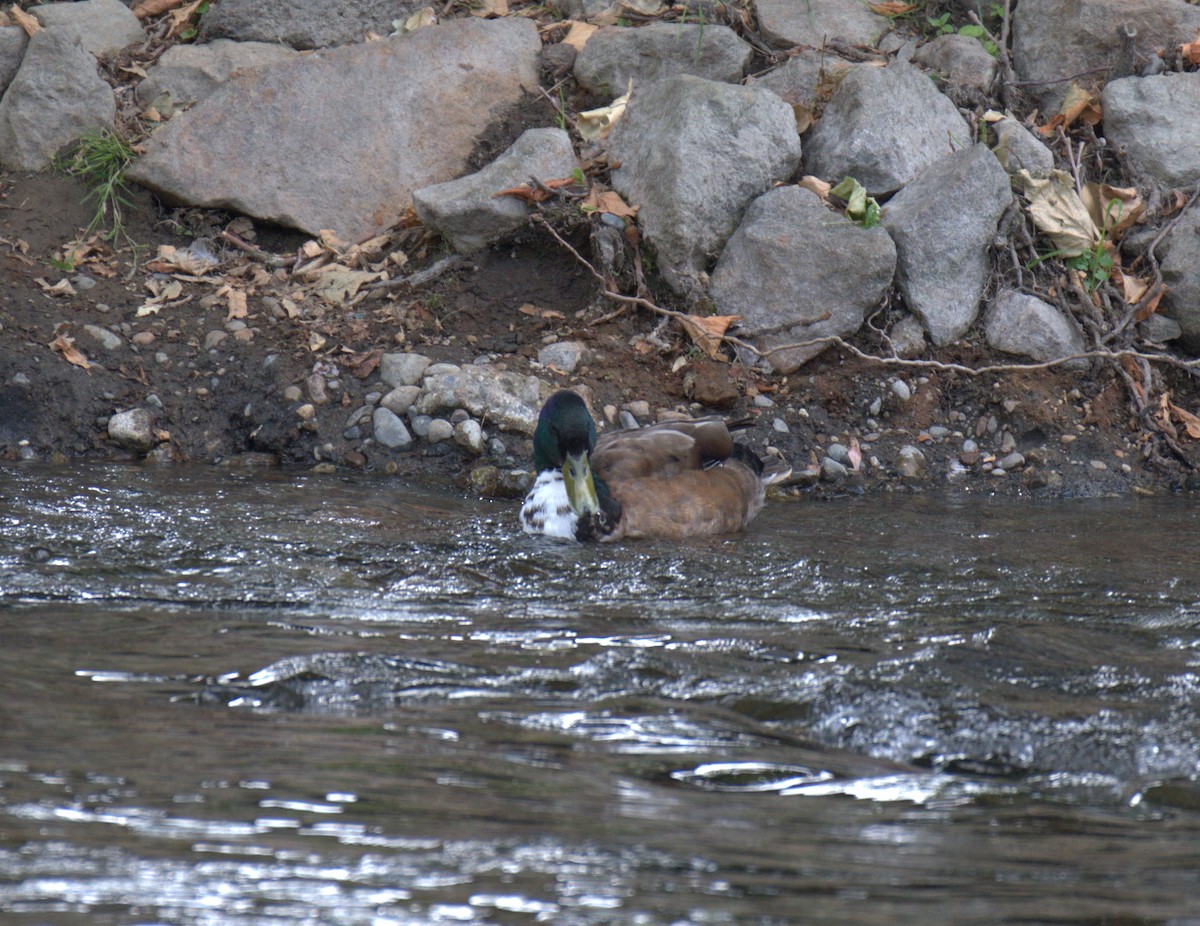 Mallard - ML638559961