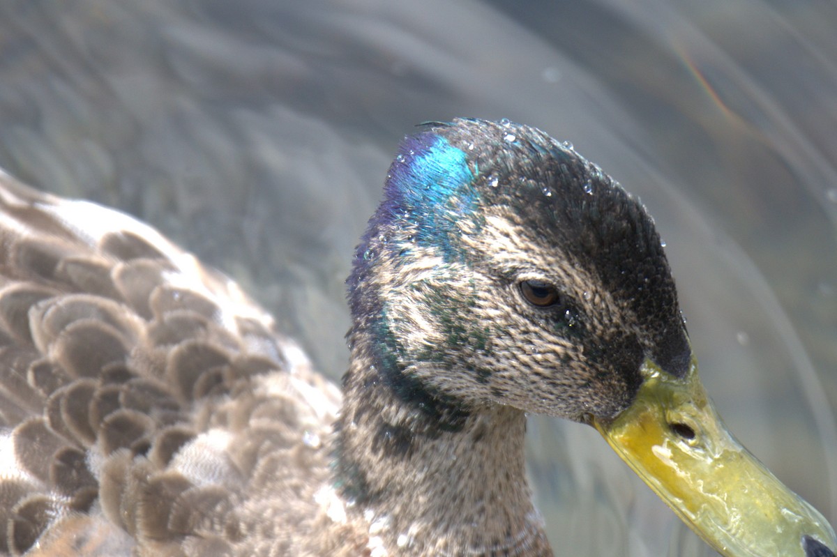 Mallard - ML638559962