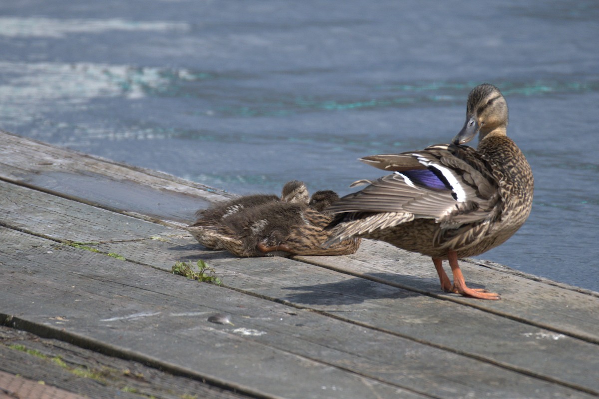 Mallard - ML638559963