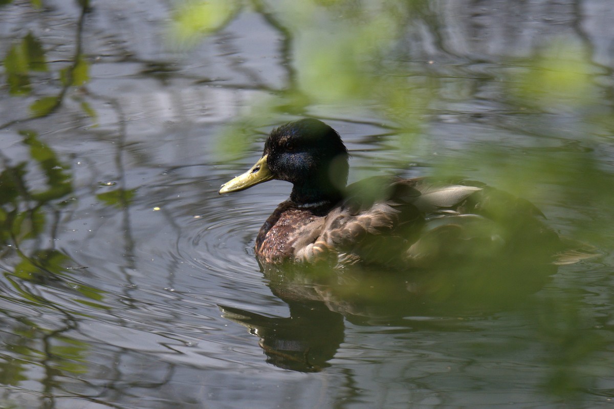 Mallard - ML638559964