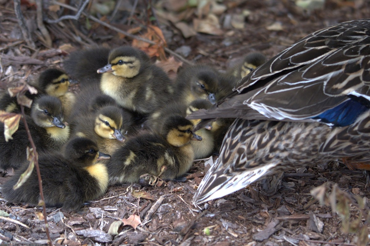 Mallard - ML638559967
