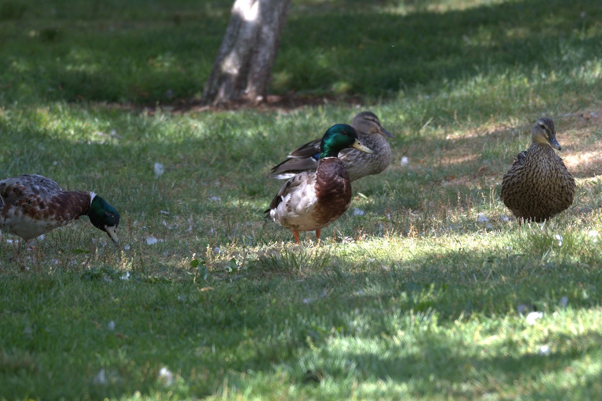 Mallard - ML638559968