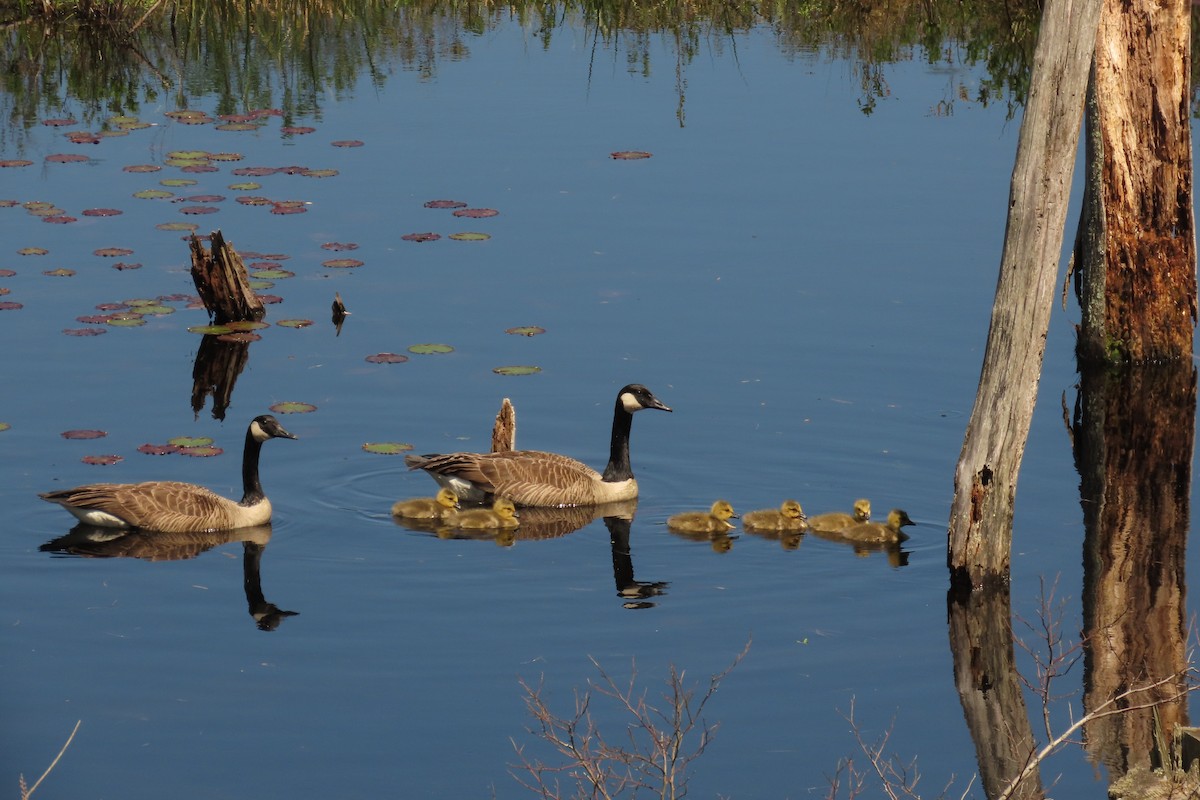 Canada Goose - ML638559986