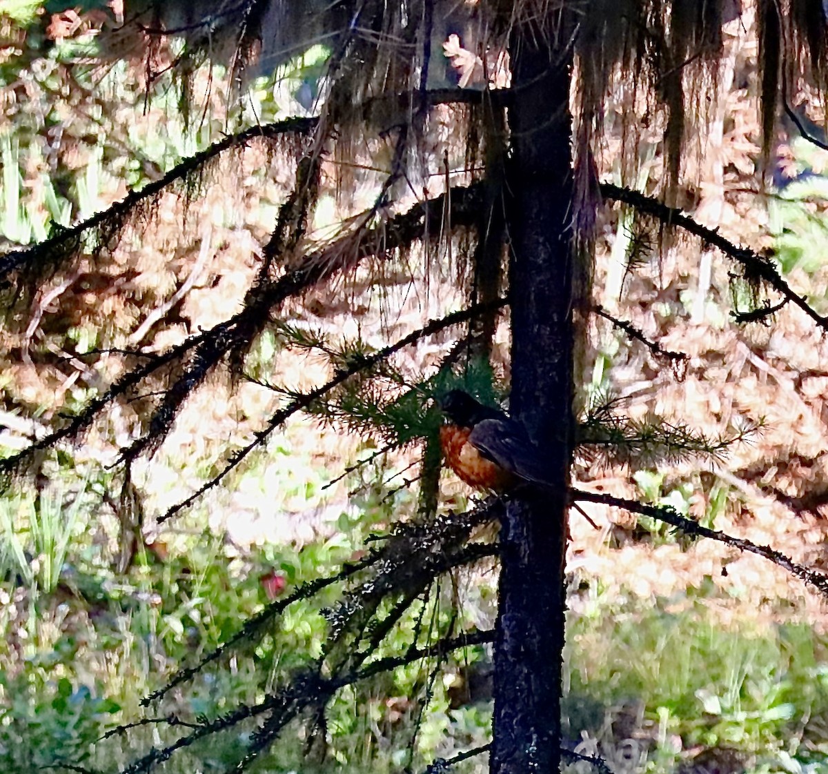 American Robin - ML638559993