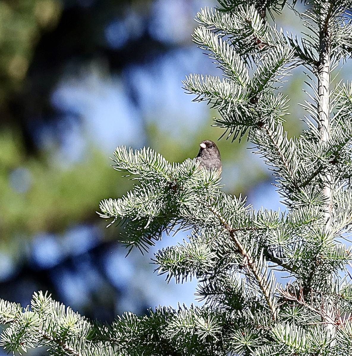 Dark-eyed Junco - ML638560003