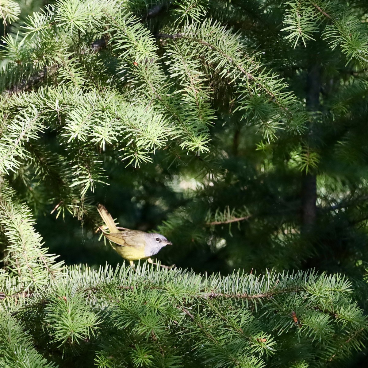 MacGillivray's Warbler - ML638560016