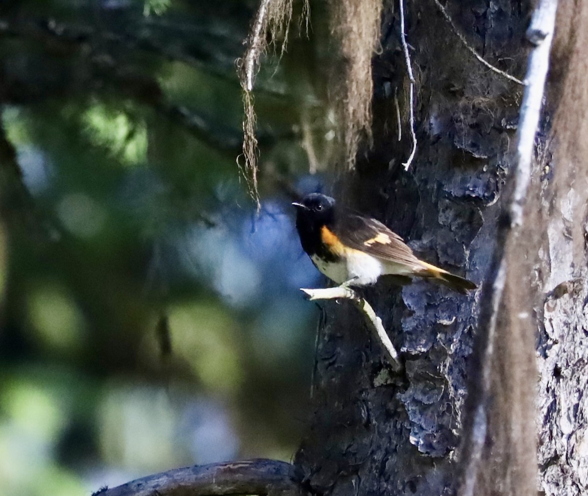 American Redstart - ML638560025