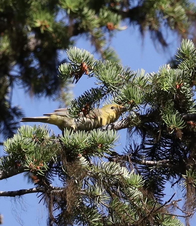 Western Tanager - ML638560047