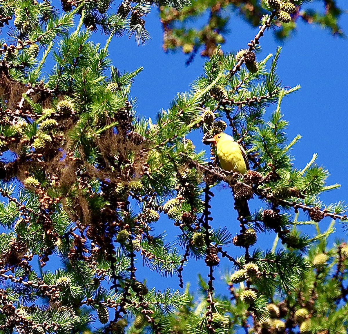 Western Tanager - ML638560049