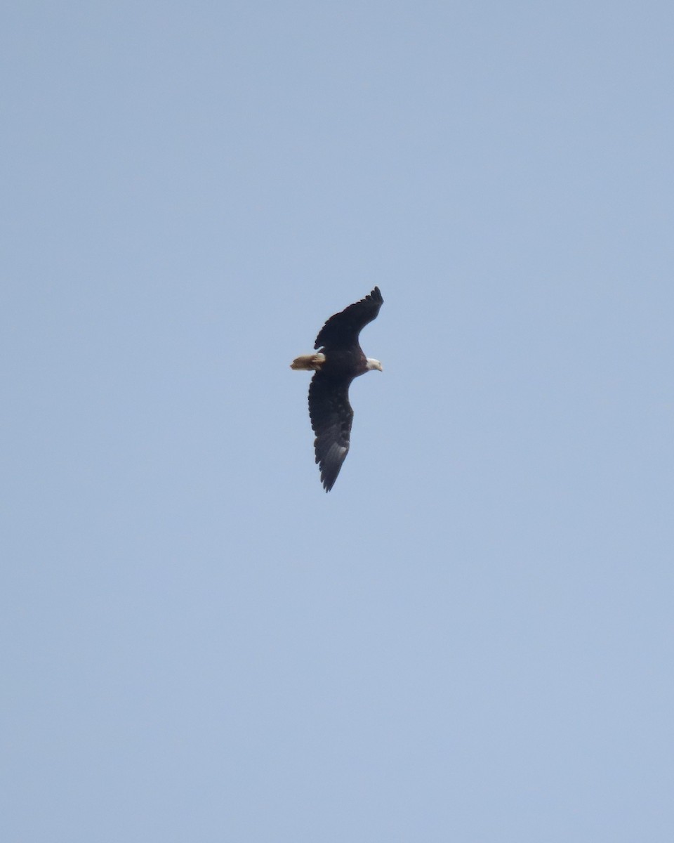 Weißkopf-Seeadler - ML638560075
