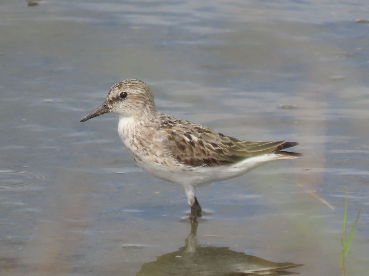 Sandstrandläufer - ML638560095