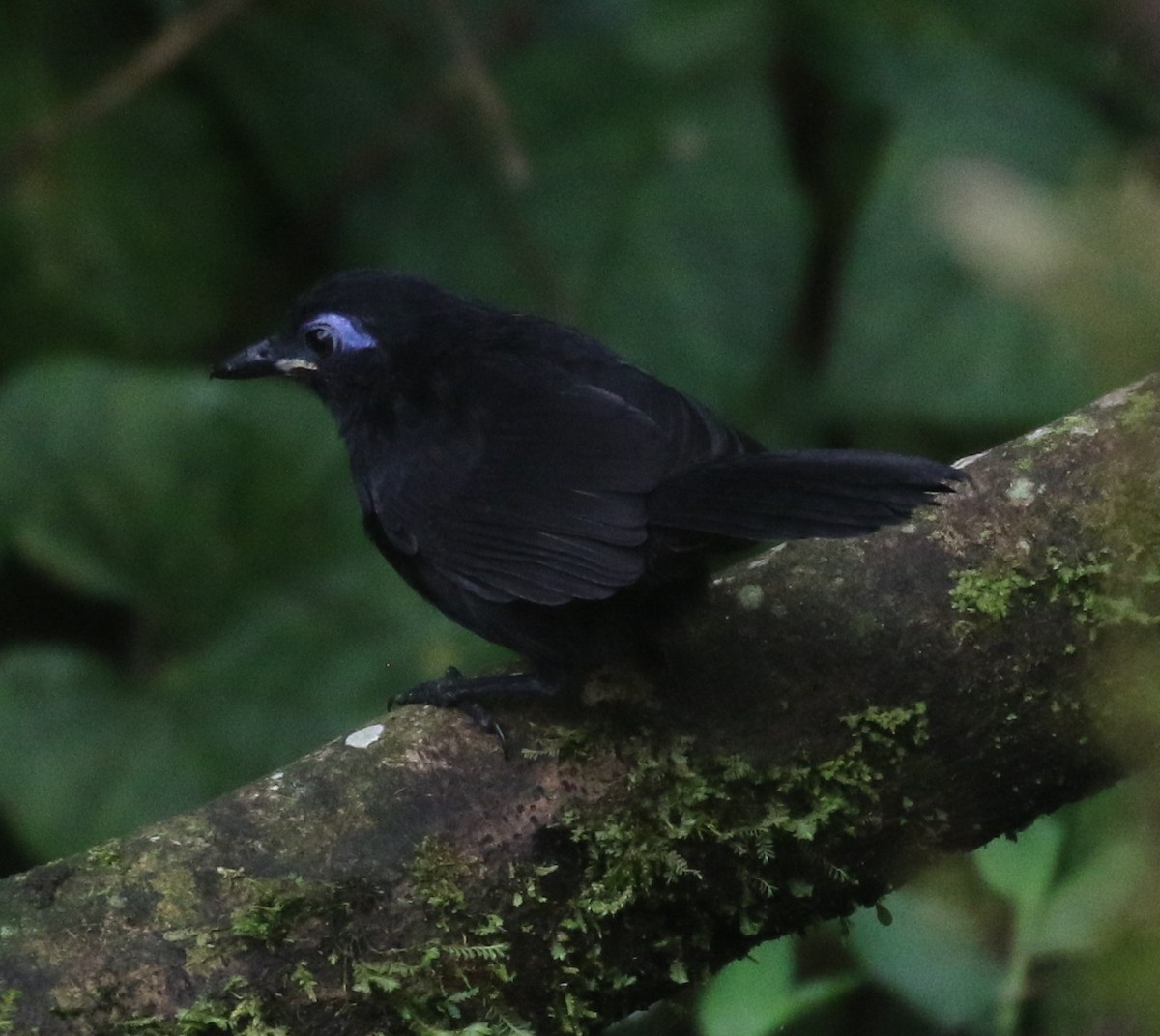 Zeledon Karıncakuşu - ML638560114