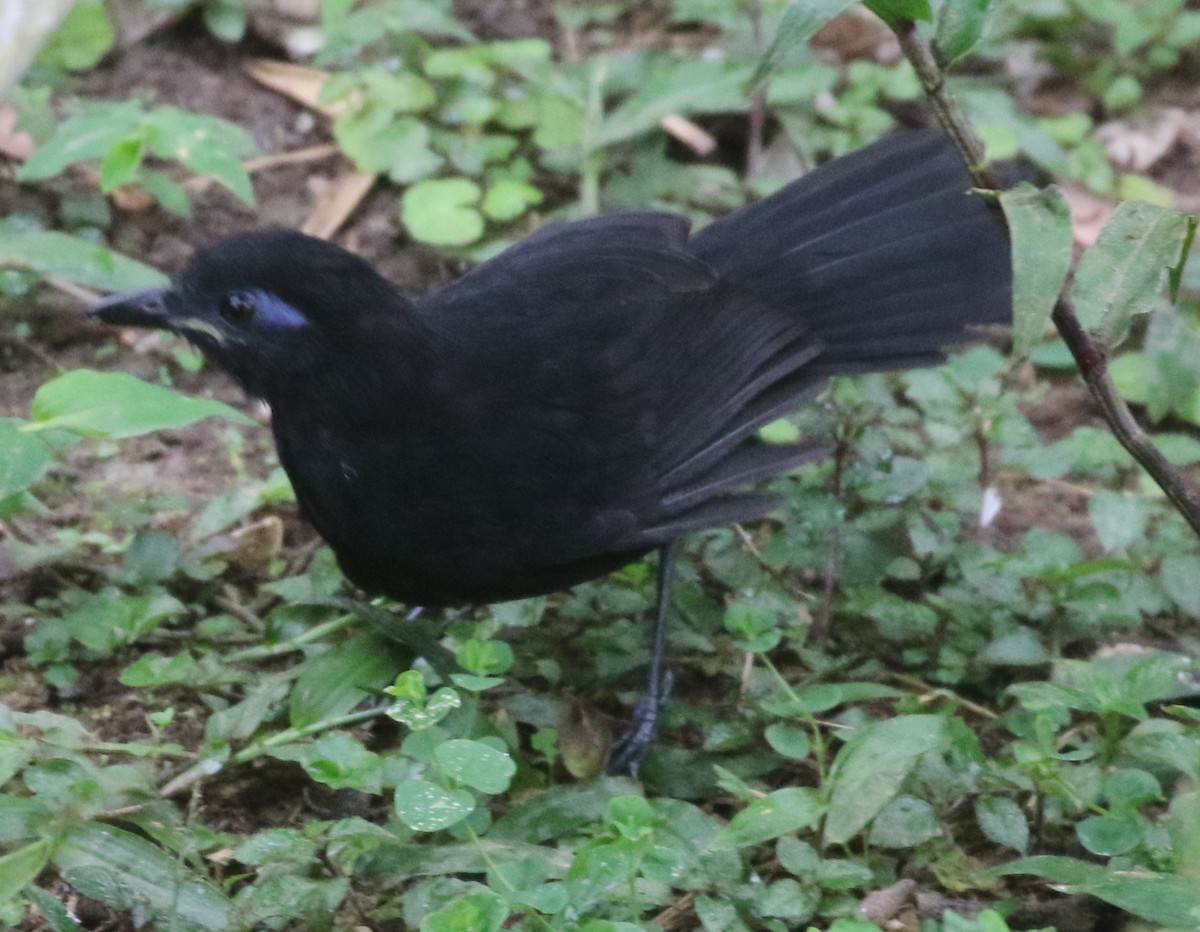 Zeledon Karıncakuşu - ML638560129