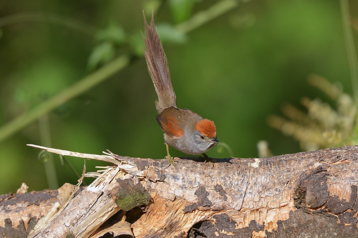 Spix's Spinetail - ML638560155
