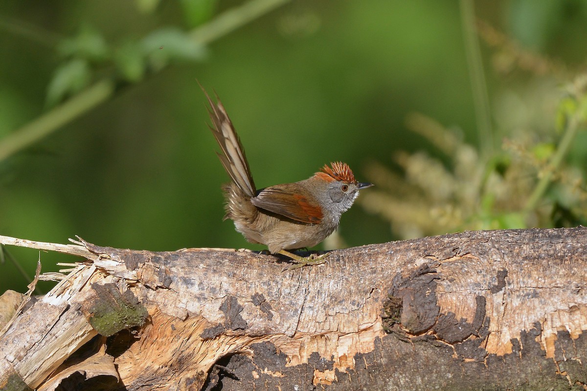 Spix's Spinetail - ML638560156
