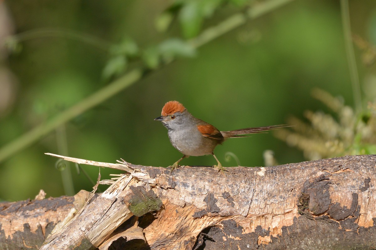 Spix's Spinetail - ML638560157