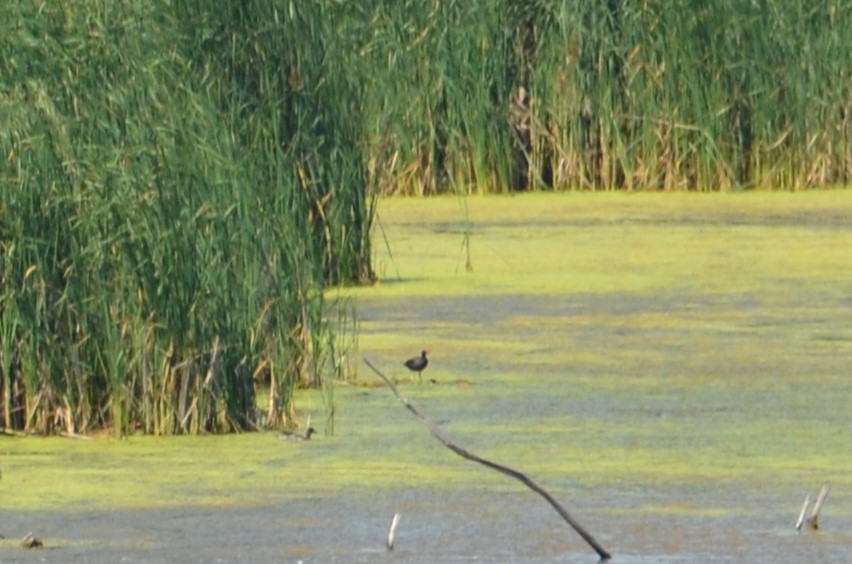 Common Gallinule - ML638560175