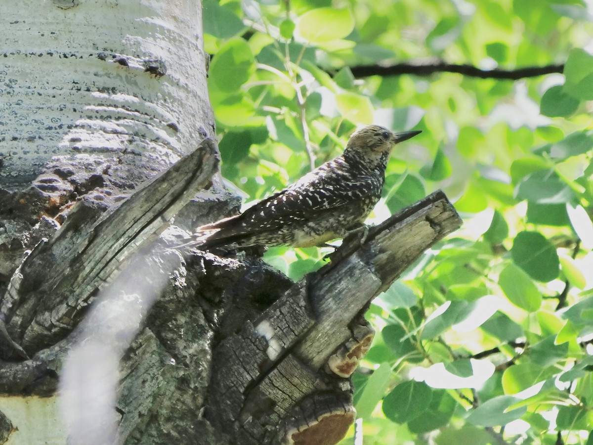 Williamson's Sapsucker - ML638560193