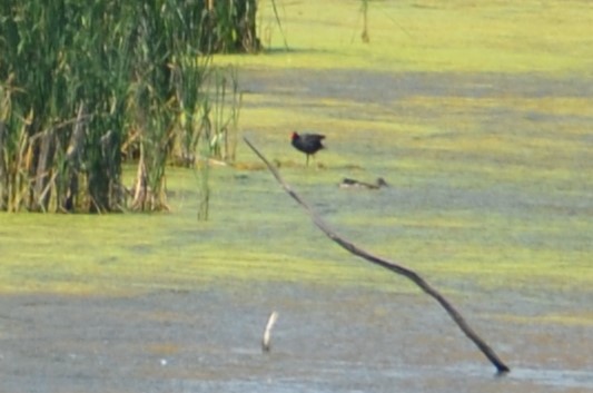 Common Gallinule - ML638560203