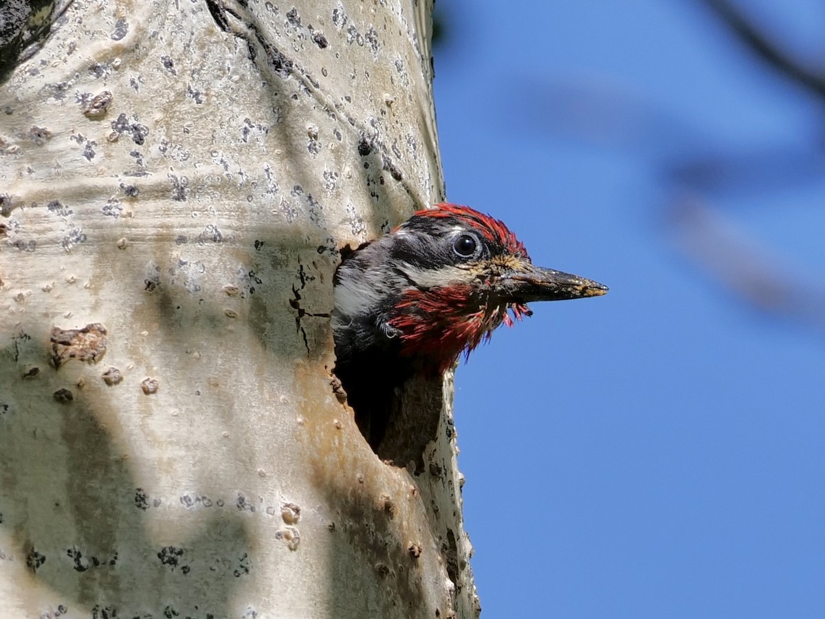 Red-naped Sapsucker - ML638560215