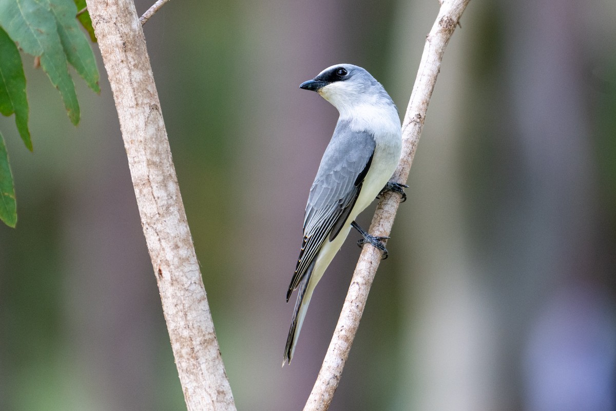 White-bellied Cuckooshrike - ML638560260