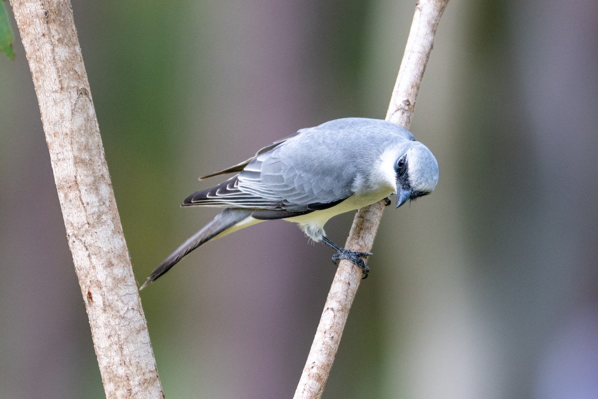 White-bellied Cuckooshrike - ML638560262