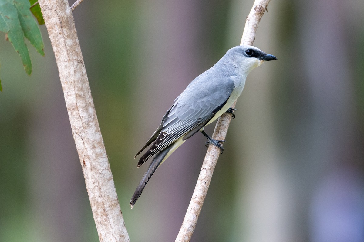 White-bellied Cuckooshrike - ML638560263
