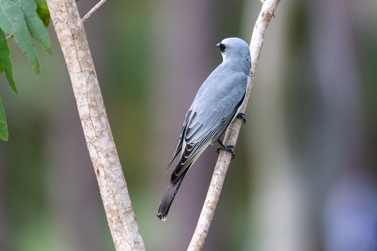 White-bellied Cuckooshrike - ML638560266