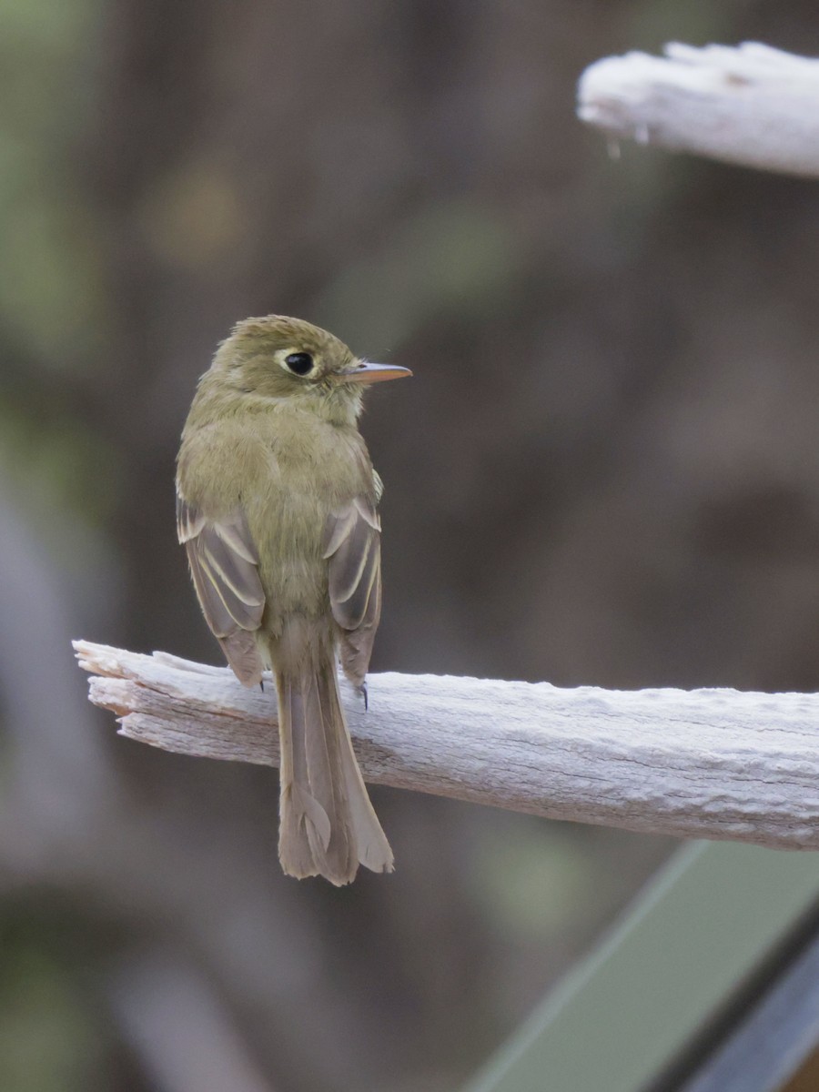 Western Flycatcher (Cordilleran) - ML638560273