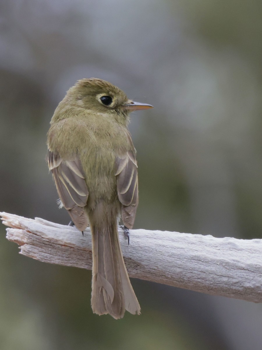 Western Flycatcher (Cordilleran) - ML638560274