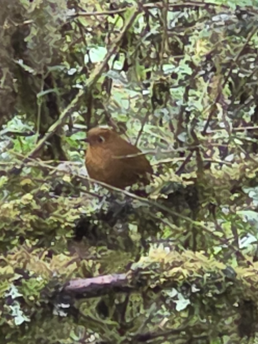 Urubamba Antpitta - ML638560290