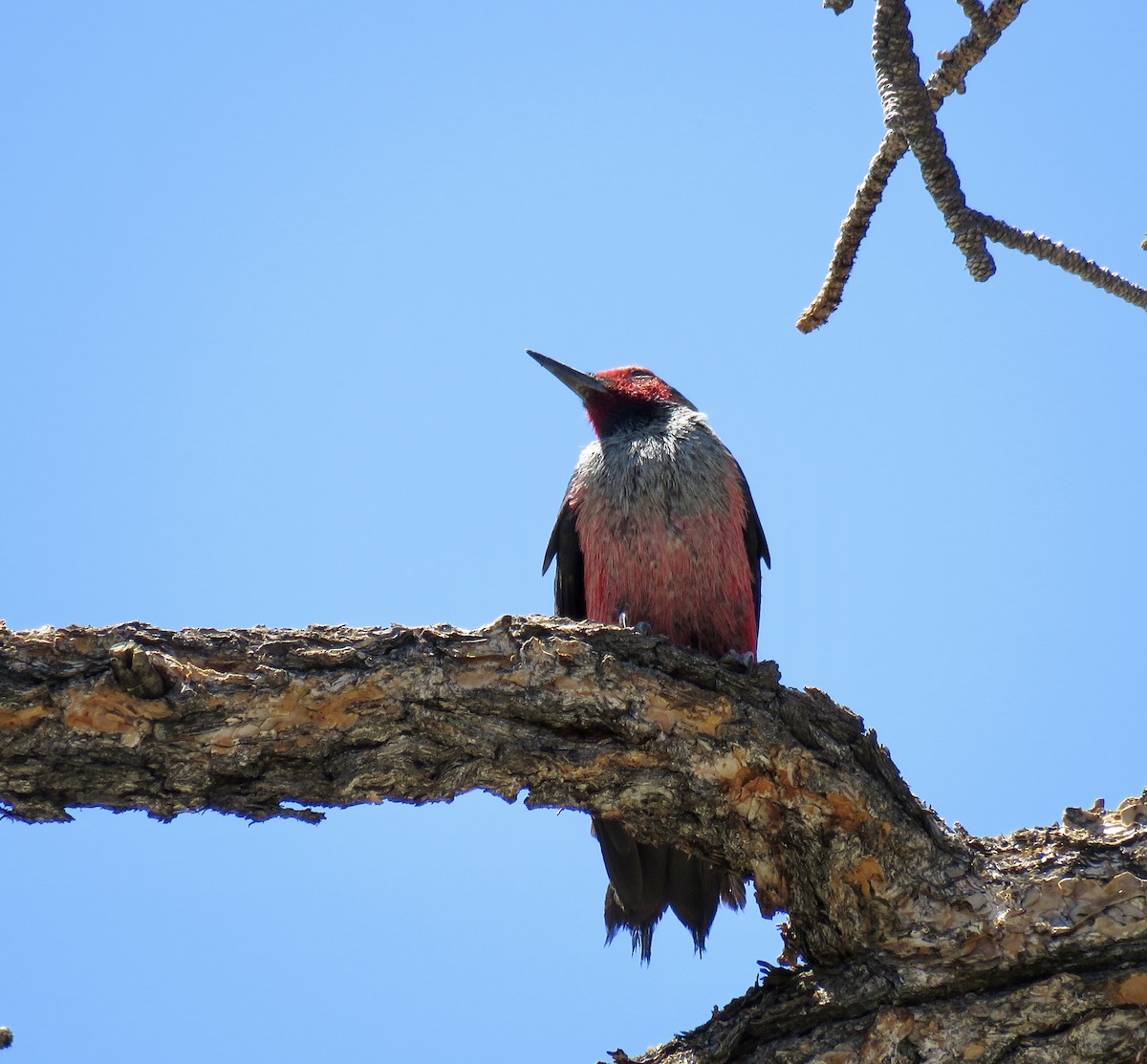 Lewis's Woodpecker - ML638560299